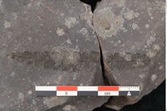 Foto (Detailansicht) von Plantae indet.  (NHMW-GEO-2024-0188-11196)